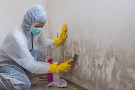 Best Basement Mold Removal  in USA